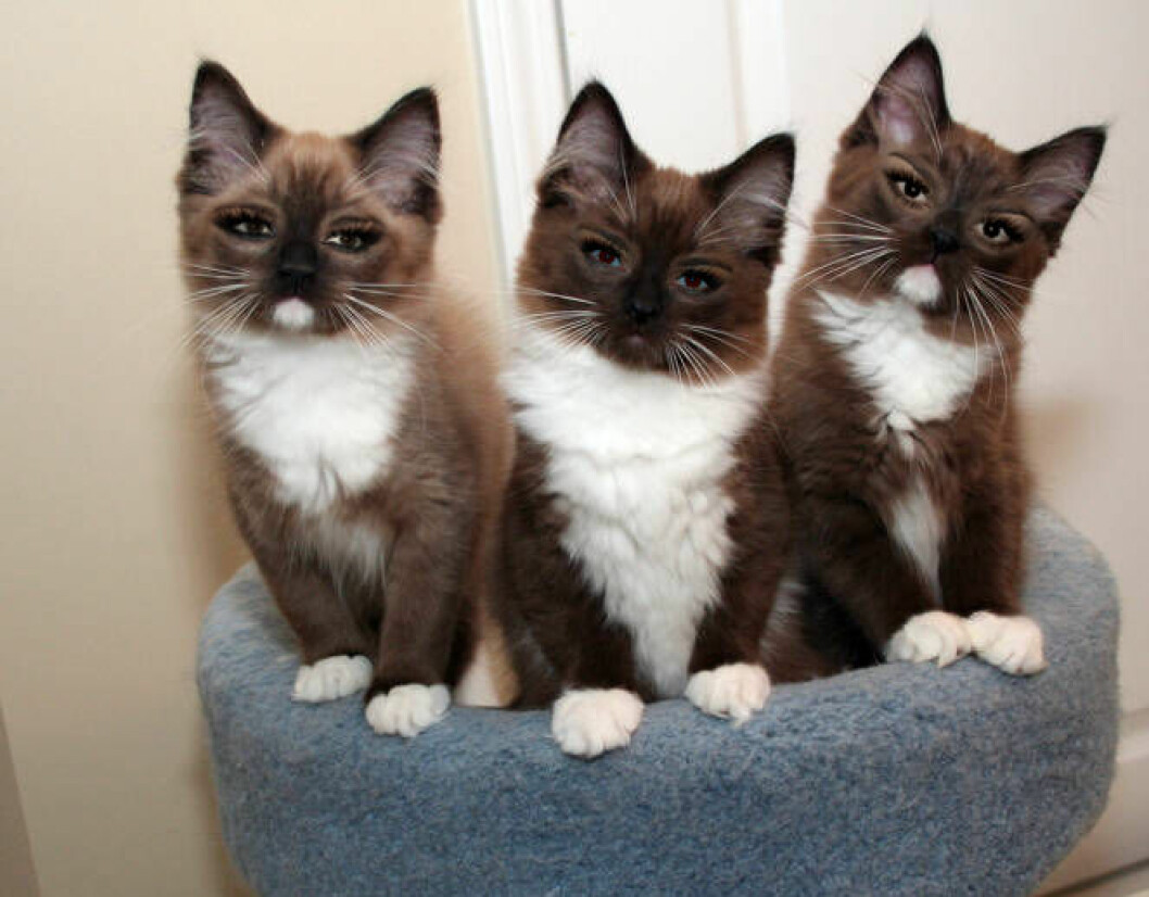 Foto: <a href="http://celebrikitties.tumblr.com/" target="_blank" rel="noopener">Celebrikitties</a> Foto: Celebrikitties