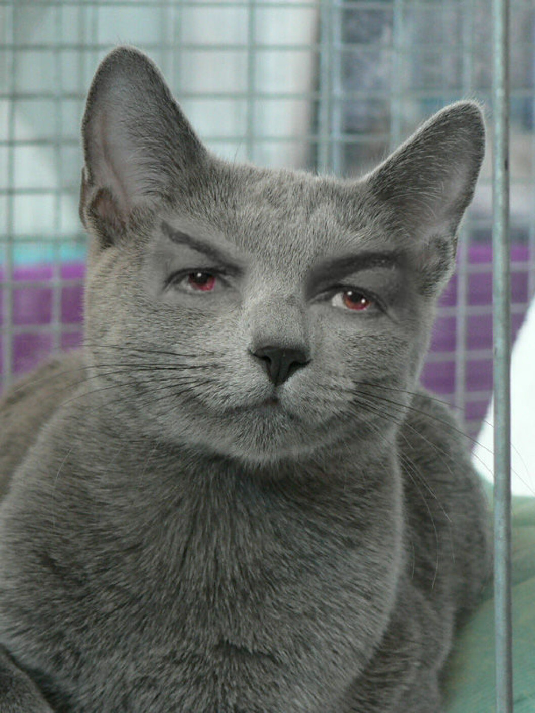 Foto: <a href="http://celebrikitties.tumblr.com/" target="_blank" rel="noopener">Celebrikitties</a> Foto: Celebrikitties