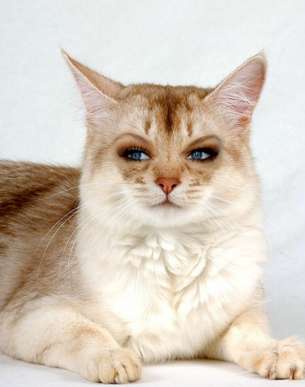 Foto: <a href="http://celebrikitties.tumblr.com/" target="_blank" rel="noopener">Celebrikitties</a> Foto: Celebrikitties