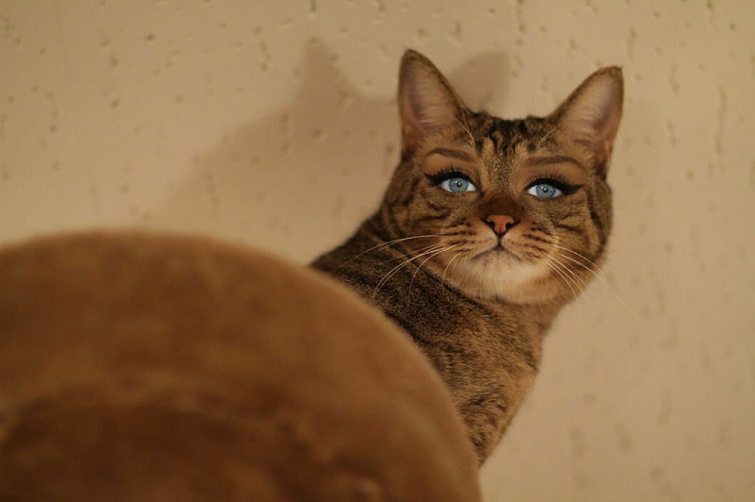 Foto: <a href="http://celebrikitties.tumblr.com/" target="_blank" rel="noopener">Celebrikitties</a> Foto: Celebrikitties