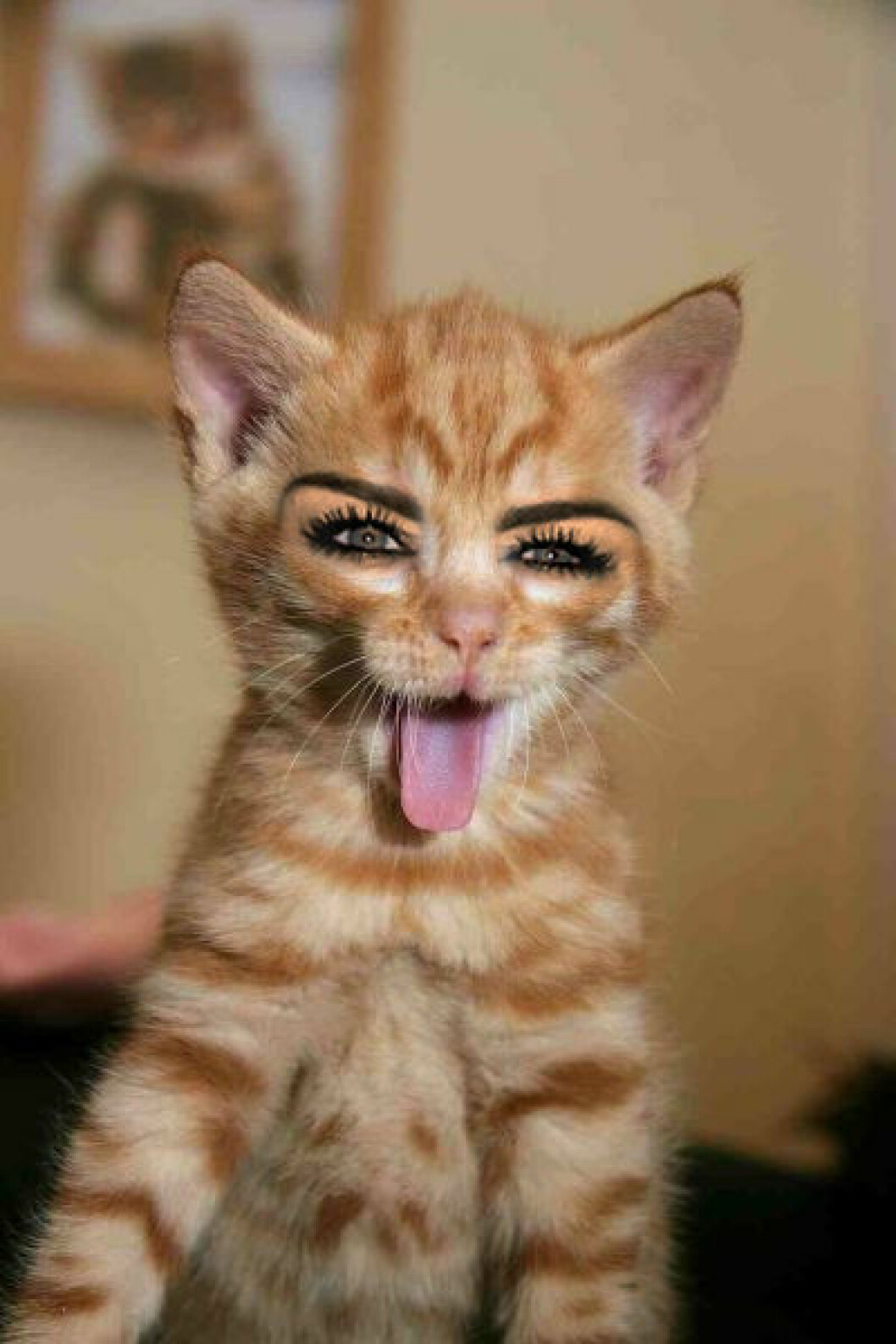 Foto: <a href="http://celebrikitties.tumblr.com/" target="_blank" rel="noopener">Celebrikitties</a>