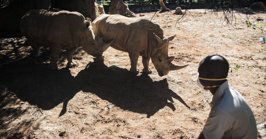 Noshörningsreservat i Sydafrika till salu