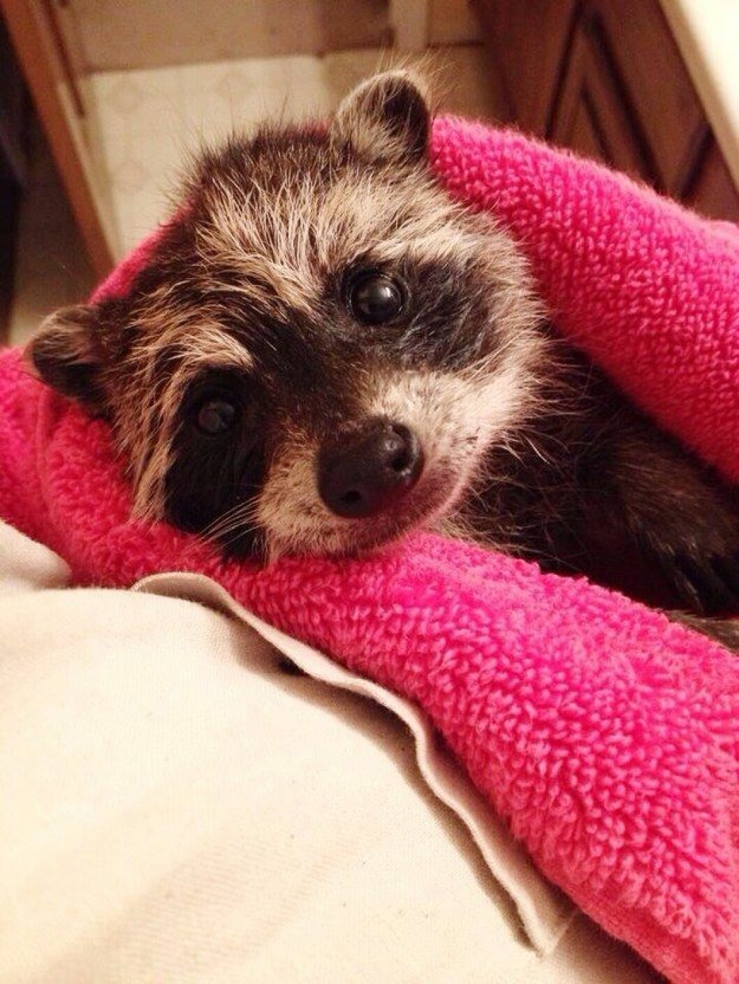 Foto: <a href="http://imgur.com/7FGx6BN">Imgur.com</a> tvättbjörn
