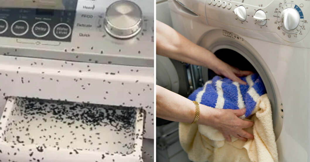 En kvinna i Australien fick sitt livs chock av synen i tvättstugan.