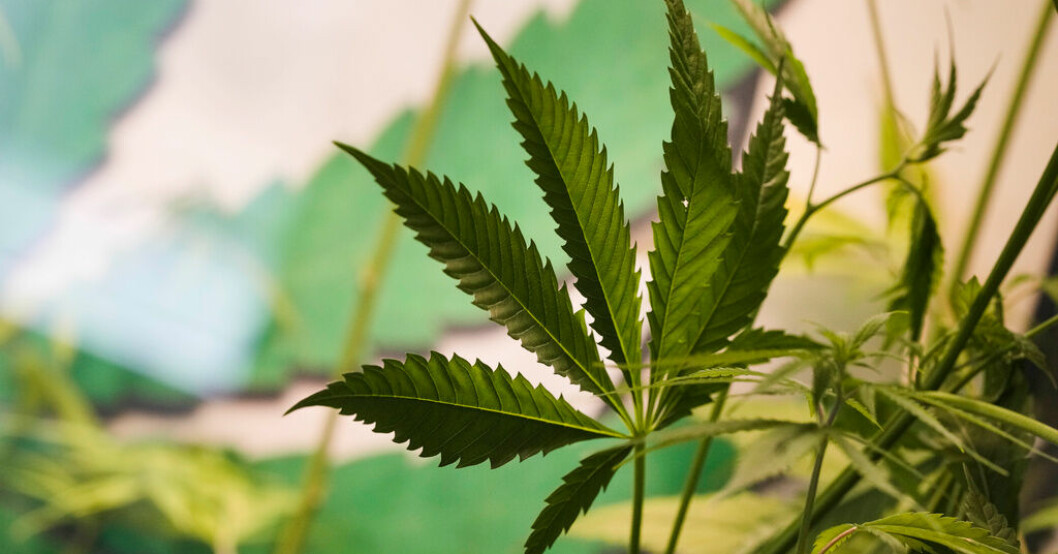Urvattnad legalisering av cannabis i Tyskland
