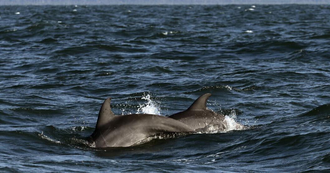 Över 900 döda delfiner på franska stränder