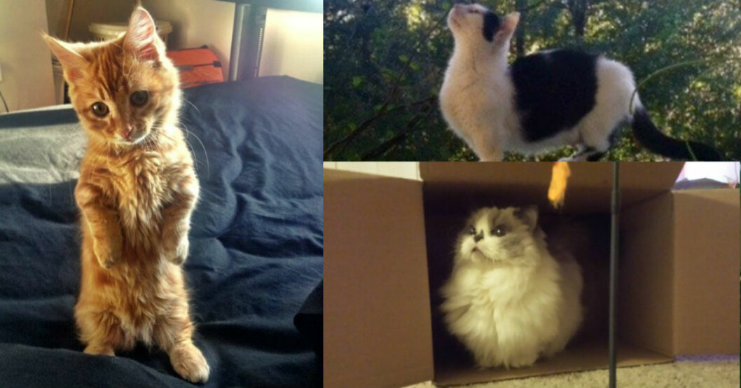 24 bilder som bevisar att munchkin-katter är det sötaste som finns