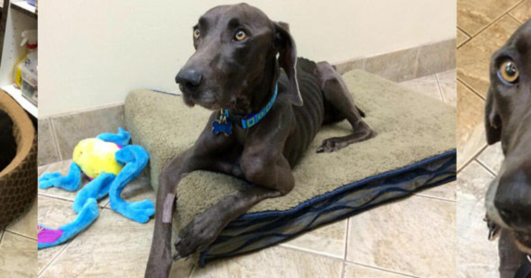 Hunden Alex hittades utsvulten – tvingades äta kvistar och stenar för att överleva