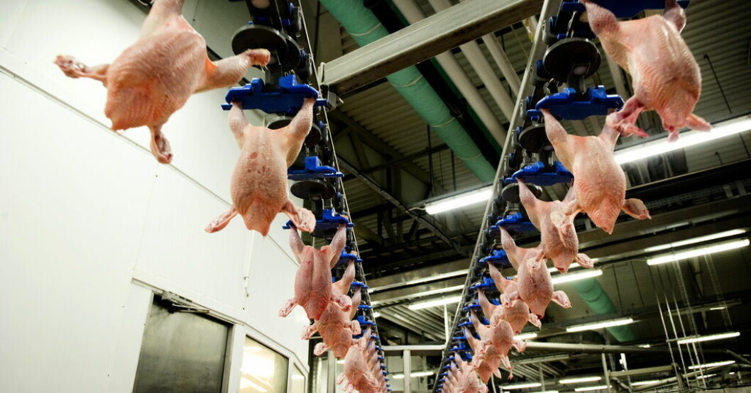 Vanlig svensk kyckling är inte längre rödmarkerad enligt WWF:s kriterier i köttguiden. Arkivbild. WWF: Gult ljus för vanlig svensk kyckling