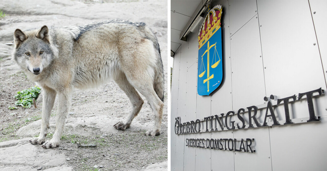 Kvinna i Örebro län försökte sälja hundar med beskrivning att de var vargar – nu döms hon