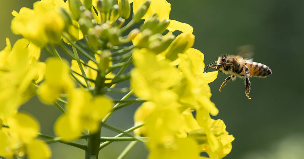 WWF: Blommor & bin är också tillväxt