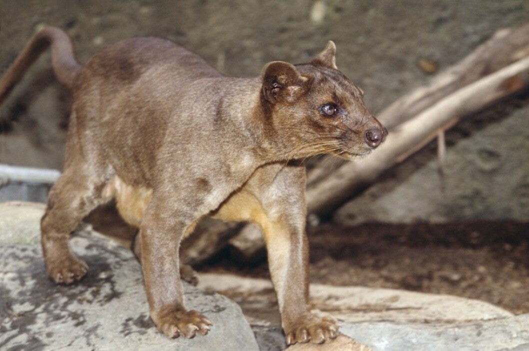 Foto: All Over Press FOSSA - whole animal