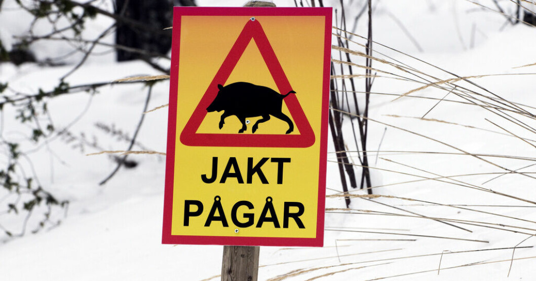 Vildsvinsstammen ser ut att minska. Arkivbild, Vändningen: Vildsvinsstammen minskar