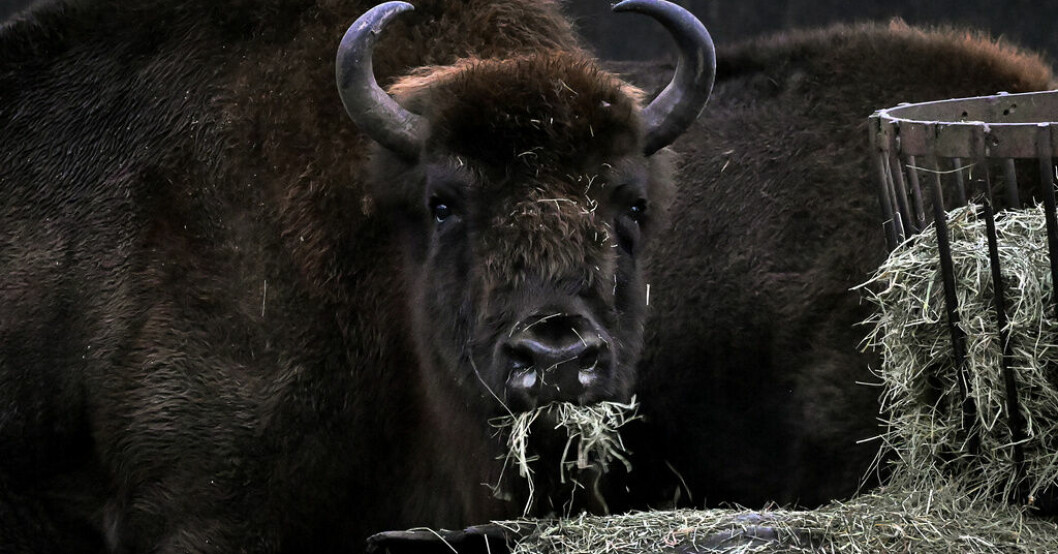 Visent på Skansen. Arkivbild. Visenters framtid i Sverige ska undersökas