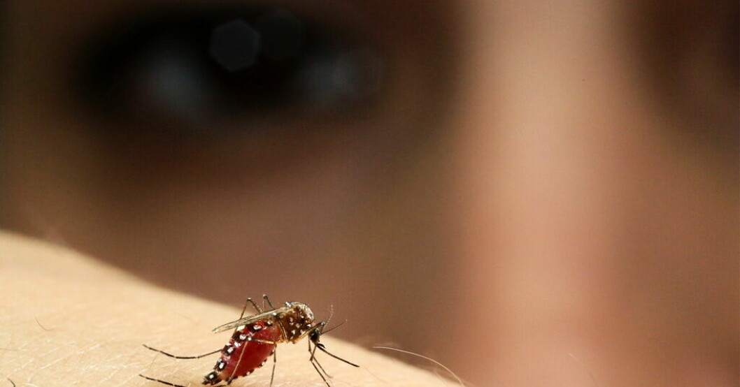 Tvålsort kan locka myggan