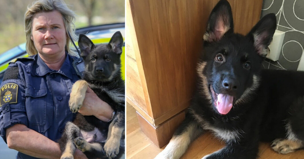 Ylva och Qirov som valp. Ylva Lindström och hunden Qirov.