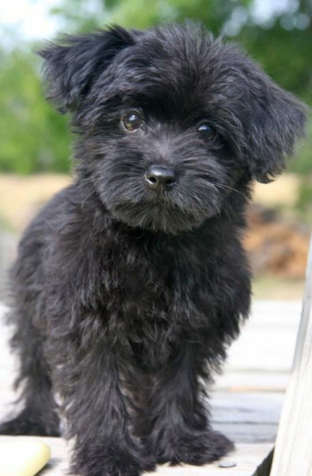 yorkie-poo