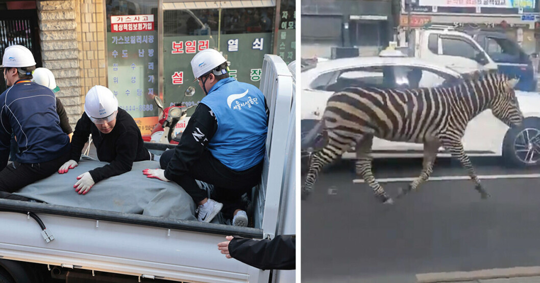 Zebran Sero rymde från zoo – sprang runt i Seoul.